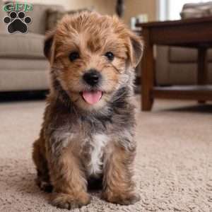 Jasper, Morkie / Yorktese Puppy